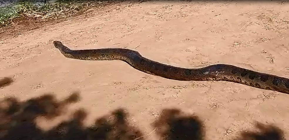 Sucuri vista em Ibitinga (SP) retornou sozinha para as águas da prainha do jet ski — Foto: Arquivo pessoal