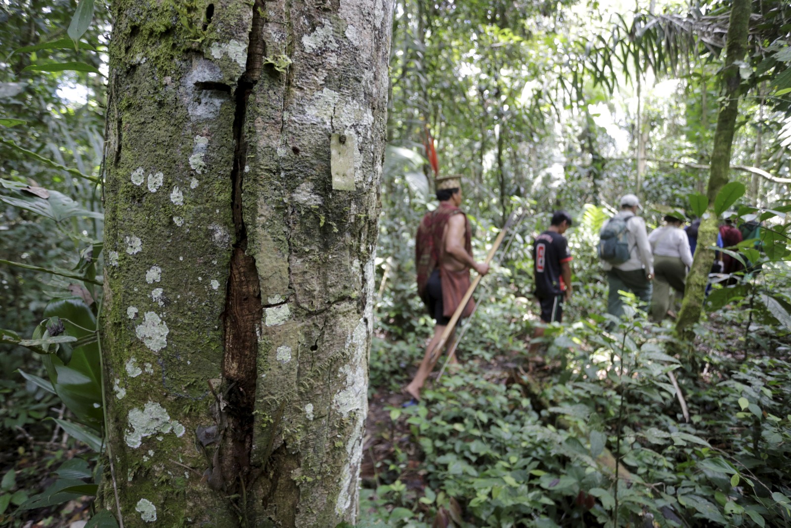 Ashaninkas, kayapós e técnicos agroflorestais caminham em trilha da floresta em área de coletas de sementes de árvores de madeira de lei — Foto: Domingos Peixoto / Agência O Globo