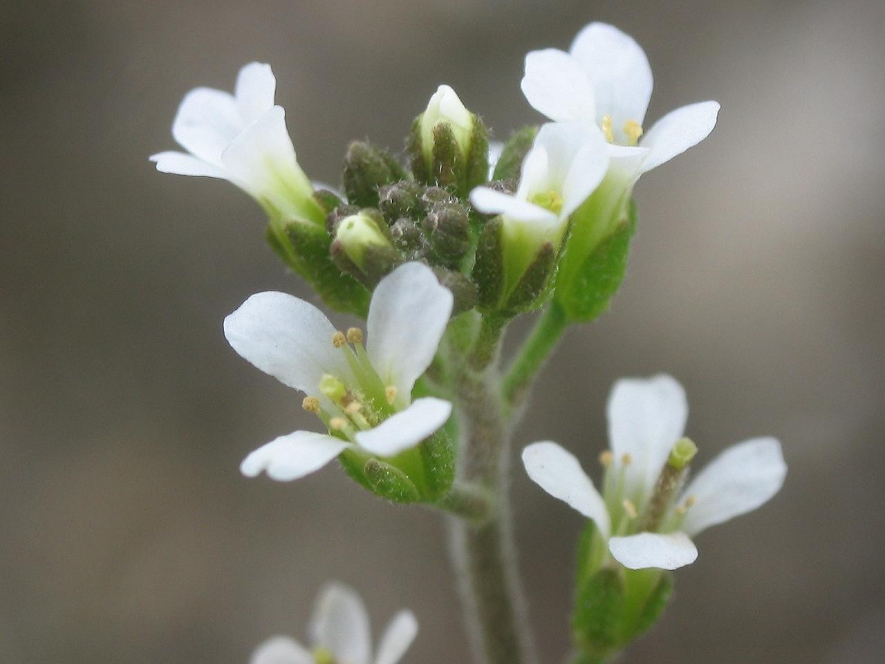 Flor de arabidopsis (Foto: wikimedia commoons)