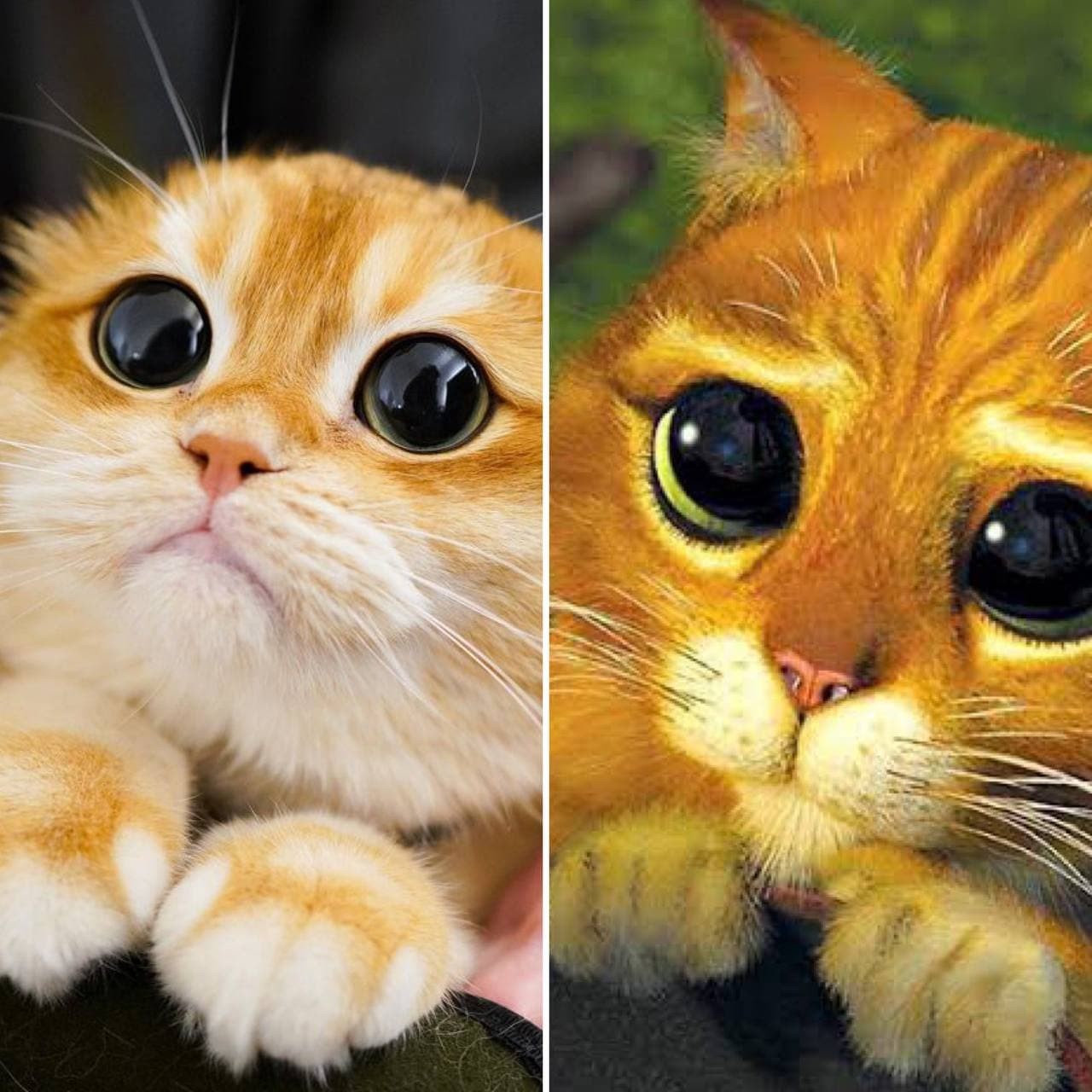 Get acquainted highlight Compressed Gato de estimação que parece com Gato de Botas vira estrela na internet -  Revista Marie Claire | Notícias