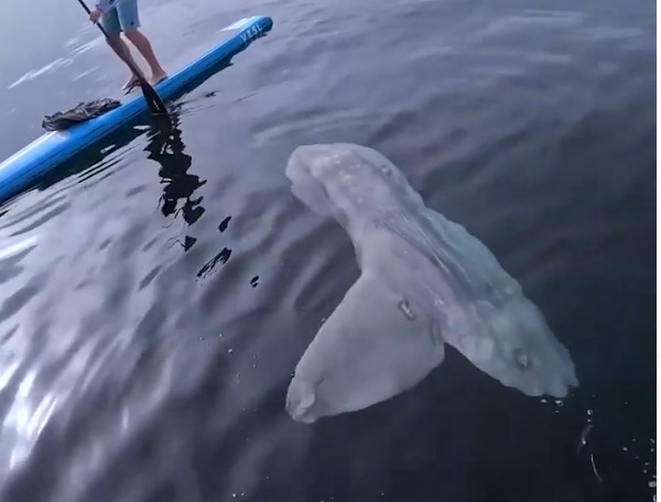 Um registro do encontro do praticante de paddle board com o peixe-lua gigante em Laguna Beach, na Califórnia (Foto: Reprodução)