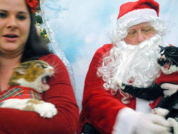 Papai Noel impediu briga de gatos durante foto e vira hit na web (Foto: Reprodução/Reddit/Annaswajid)