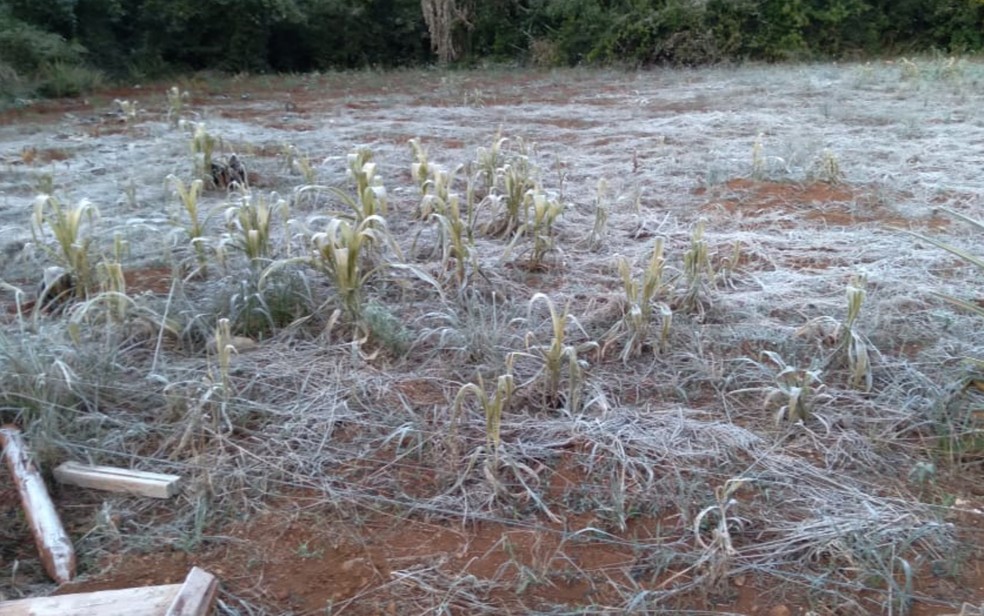 Vegetação congelada em fazenda de Jataí — Foto: Reprodução/TV Anhanguera