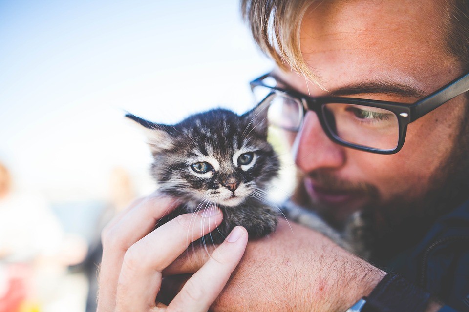 Pesquisadores notaram diminuição dos níveis de cortisol nos voluntários que acariciaram gatos e cachorros (Foto: Pixabay)