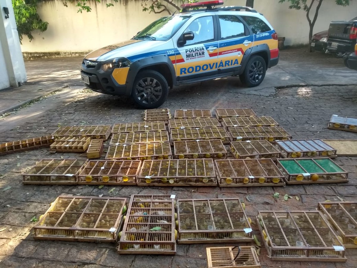 Polícia apreende mais de mil pássaros da fauna silvestre na LMG-653, em Montes Claros