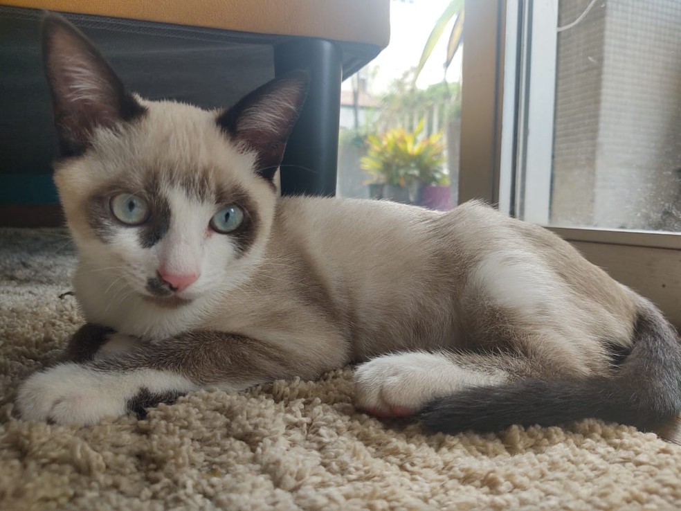 Gato Terêncio , também conhecido como MC Fioti, em homenagem ao autor da música Bum bum tan tan, teve a vacinação contra a raiva adiada por conta da escassez da vacina antirrábica em São Paulo — Foto: Arquivo pessoal