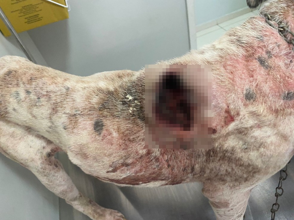 Cão encontrado abandonado em Capivari estava magro e com ferimentos — Foto: Divulgação/Prefeitura de Capivari