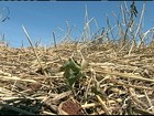 Geada das últimas semanas afeta as plantações de feijão preto do PR