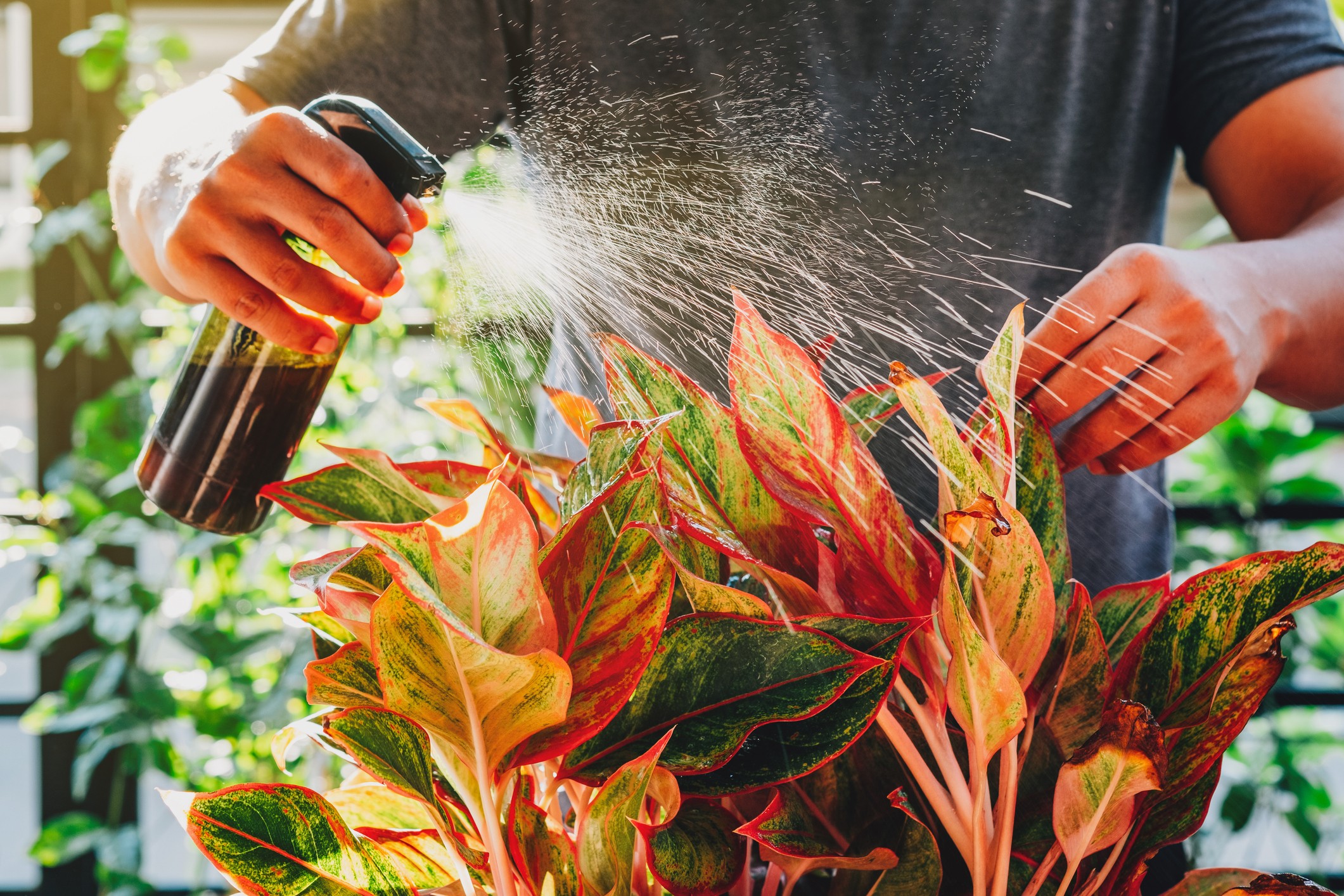 Cropped Hand Of Man Spraying Liquid fertilizer On Red Aglaonema Plant (Foto: Getty Images)