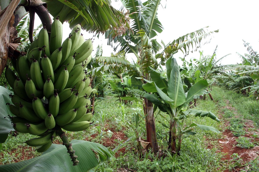 Espécies plantadas na bacia do rio Pipiripau em projeto de conservação de mananciais — Foto: Gabriel Jabur/Agência Brasília