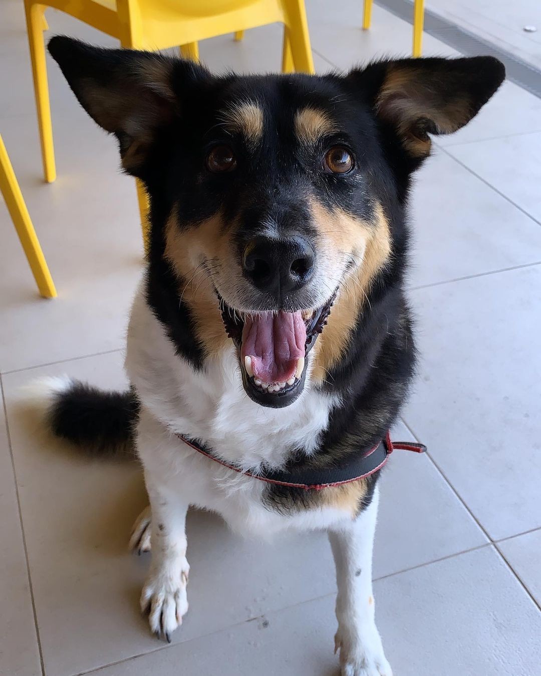 Trovão, o cachorro de Projota (Foto: Reprodução Instagram)