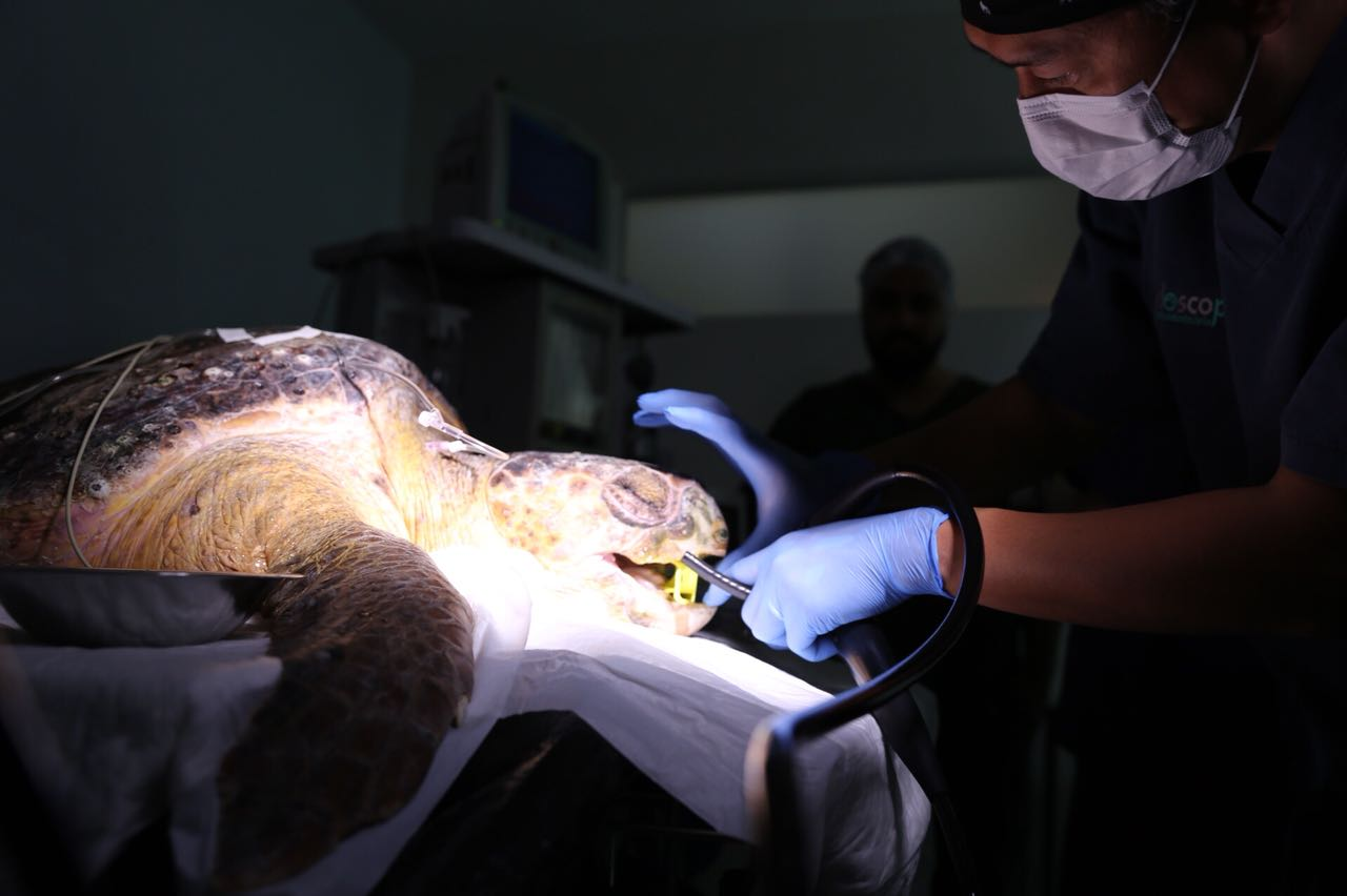 Tartaruga engoliu anzol por engano, fazendo com que precisasse de cirurgia para retirá-lo do esôfago (Foto: Instituto Gremar)