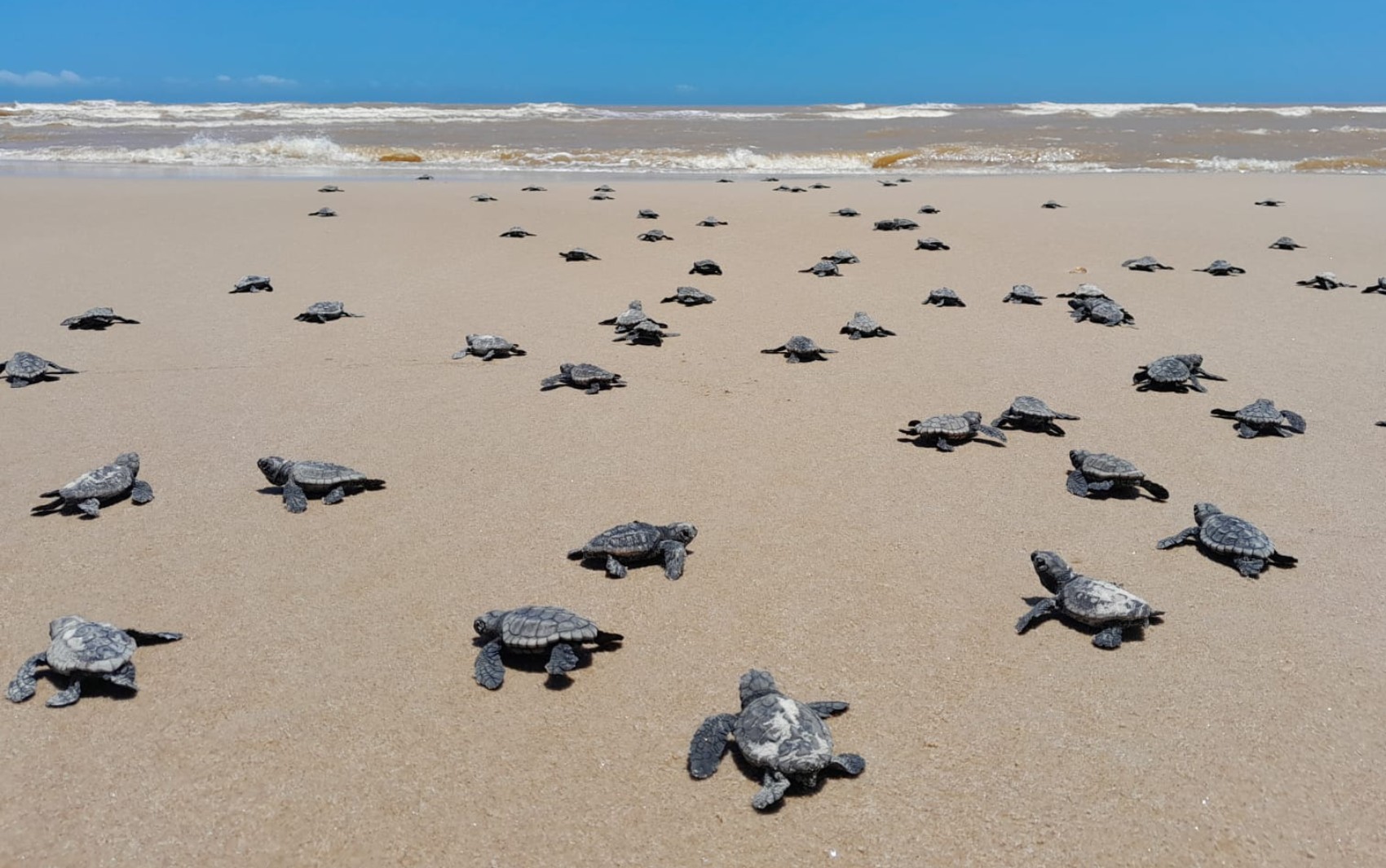 Mais de 10 mil filhotes de tartaruga nasceram em praias do sul da Bahia entre 2022 e 2023, aponta programa de monitoramento