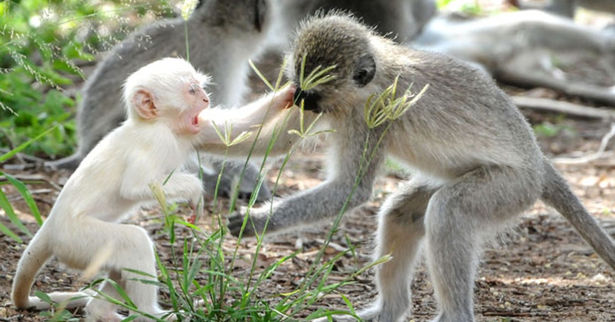 Animais fofos de macaco branco no estilo aprimorado digitalmente