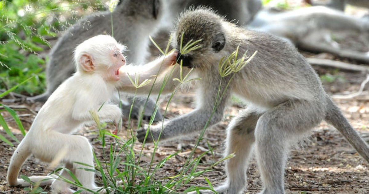 Um macaco albino do Velho Mundo, gênero Ceropithecus, sendo mantido no  zoológico de Londres, em julho de 1922