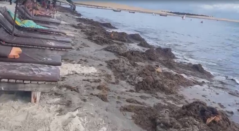 Algas se acumulam próximo a barracas de praia em Jericoacoara, no Ceará. — Foto: Reprodução