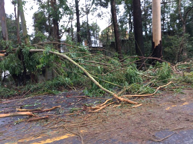 Árvore caída na Estrada da Pedreira, em Mogi das Cruzes, na quarta-feira 9 de setembro. (Foto: Natan Lira/G1)