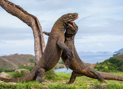 Dragões de Komodo  (Foto: Getty Images)