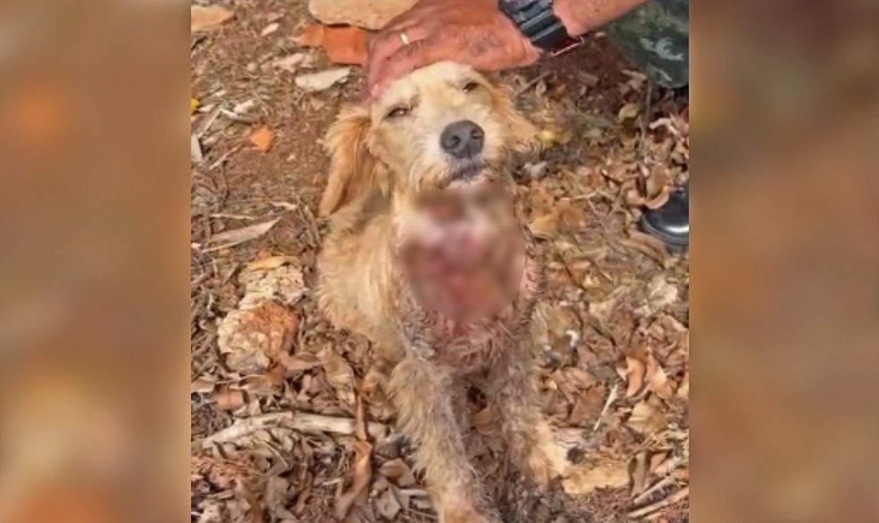 Cadela é resgatada por ONG após ser baleada no pescoço às margens de rodovia em Itapetininga  — Foto: União Internacional Protetora dos Animais/Reprodução 