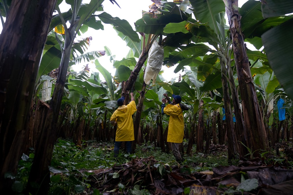 Trabalhadores rurais fazem a colheita da banana — Foto: Marcelo Brandt / g1