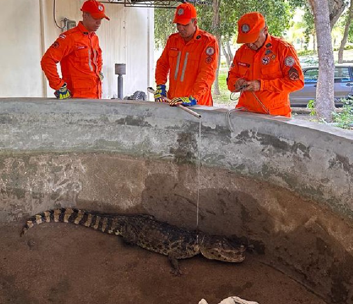 Jacaré é resgatado dentro de tanque no norte da Bahia