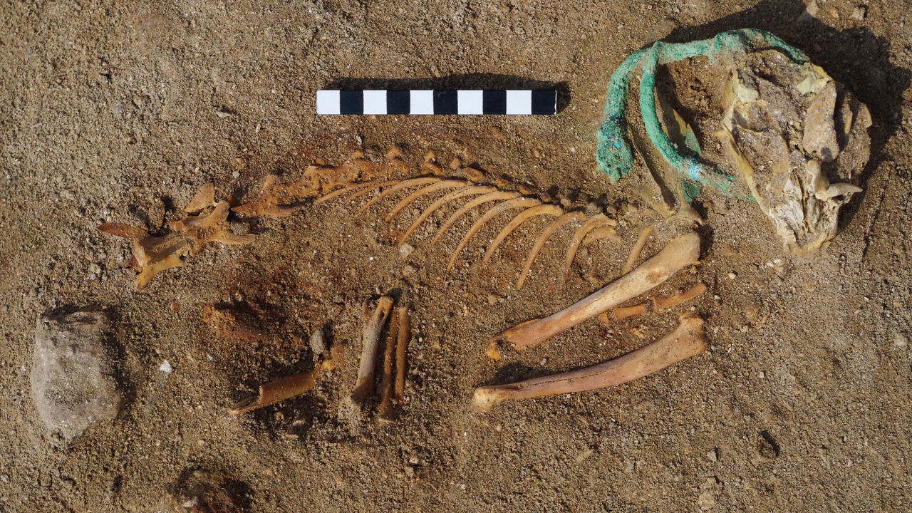 Um esqueleto de gato no cemitério de Berenice, no Egito; o animal usava uma coleira de bronze (Foto: Divulgação/P. Osypinska)