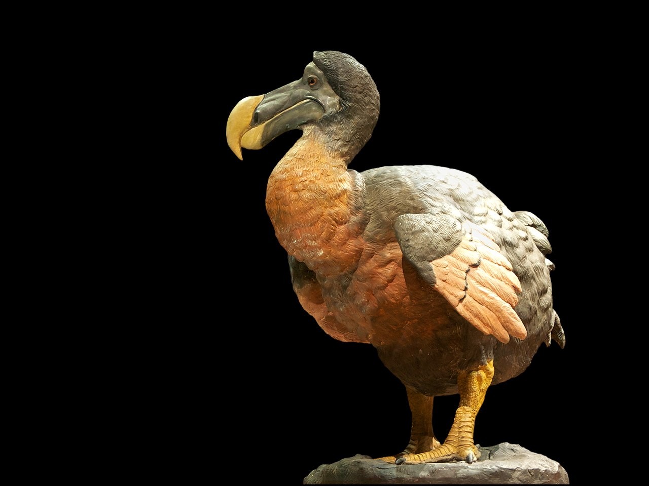 O pássaro dodô hoje é conhecido como 