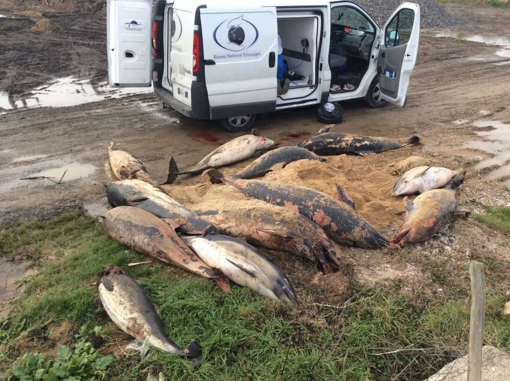 90% dos corpos encontrados tinham sinais de morte e â€œnÃ­veis extremos de mutilaçãoâ€ relacionados Ã  capturas em redes de pesca. (Foto: Observatório Pelagis / Université de La Rochelle)