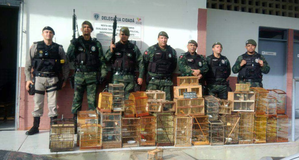 Mais de 200 aves silvestres foram apreendidas em Guarabira, Agreste da Paraíba, no mês de julho (Foto: Ten. Jerônimo/4º BPM)
