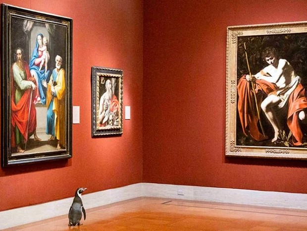 Pinguins passeiam por museu de arte para fugir do tédio da quarentena (Foto: Divulgação)
