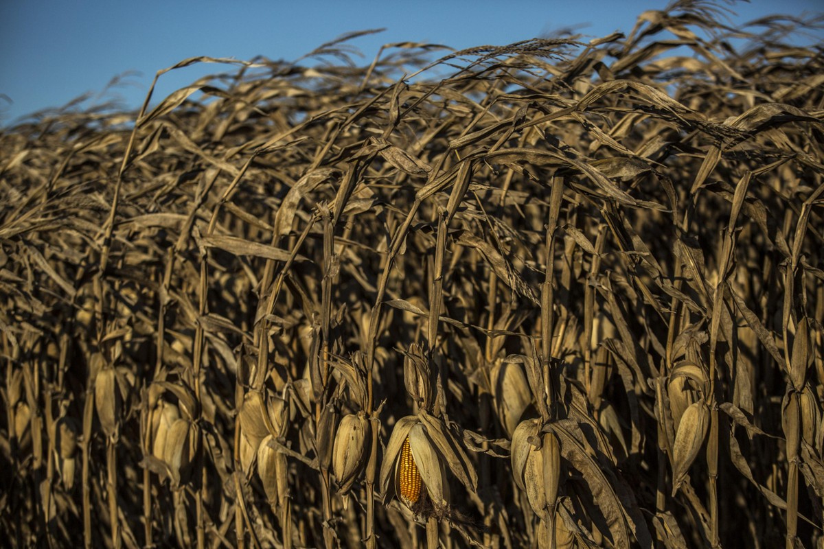 Commodities: Exportações e petróleo impulsionam milho e soja em Chicago