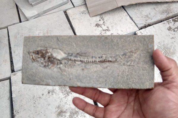 Fóssil de peixe encontrado durante fiscalização policial na região do Cariri, no Ceará. — Foto: Divulgação/BPMA