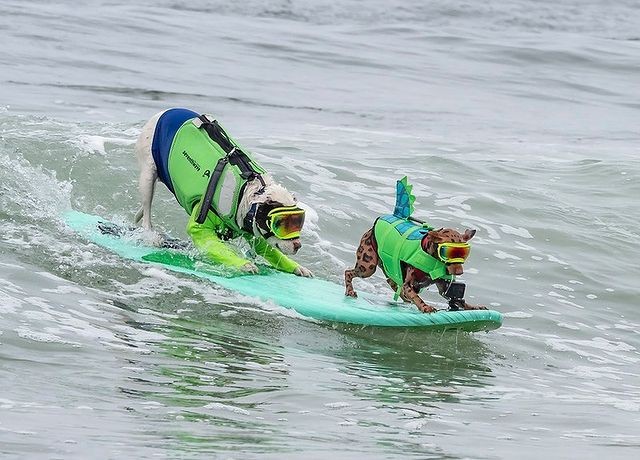 Os cães podiam surfar sozinhos, acompanhados de seu tutor ou de outro cão (Foto: Instagram/ @worlddogsurfing/ Reprodução)