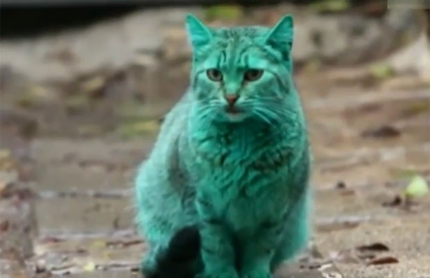 Gato verde chocou moradores de Varna, na Bulgária (Foto: Reprodução/YouTube/VideoNews2)