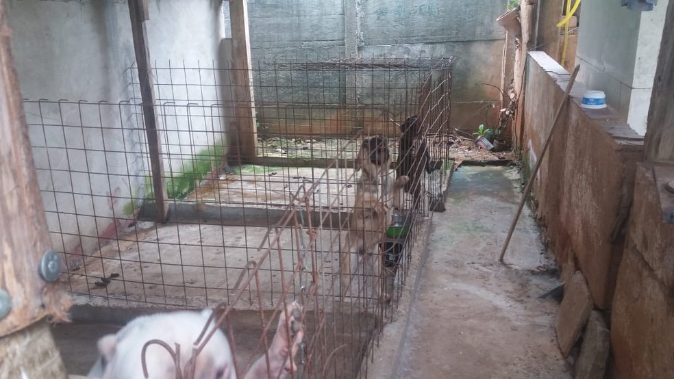 PolÃ­cia Ambiental flagrou neste sÃ¡bado (24) o lanÃ§amento de dejetos de um canil em um rio de Santo AntÃ´nio de PÃ¡dua, no RJ â€” Foto: DivulgaÃ§Ã£o/PolÃ­cia Ambiental