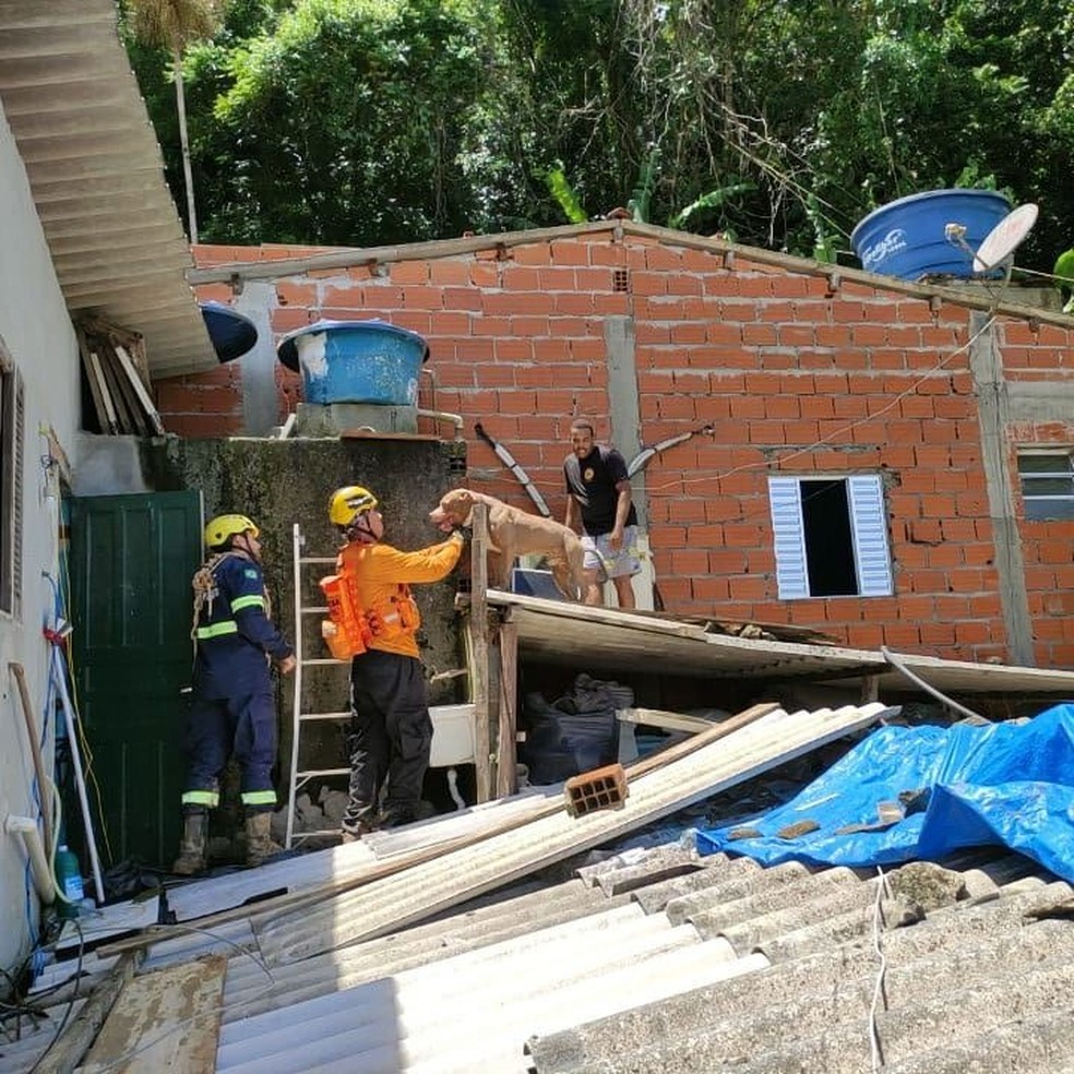 Animais foram encontrados pelo Grad em situações diversas após tragédia no litoral norte — Foto:  Grupo de Resgate de Animais em Desastres/Divulgação