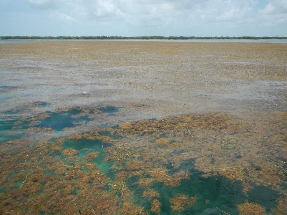 Algas marinhas estÃ£o se espalhando, entre outros motivos, por causa dos nutrientes que recebem vindo da AmazÃ´nia â€” Foto: DivulgaÃ§Ã£o/Brian Lapointe