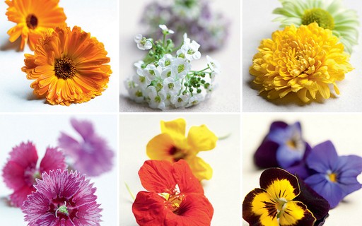 Conheça 13 flores comestíveis para incluir em pratos doces e salgados -  Casa e Jardim | Paisagismo