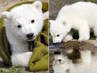 Urso Knut morreu por encefalite comum em humanos, dizem cientistas
