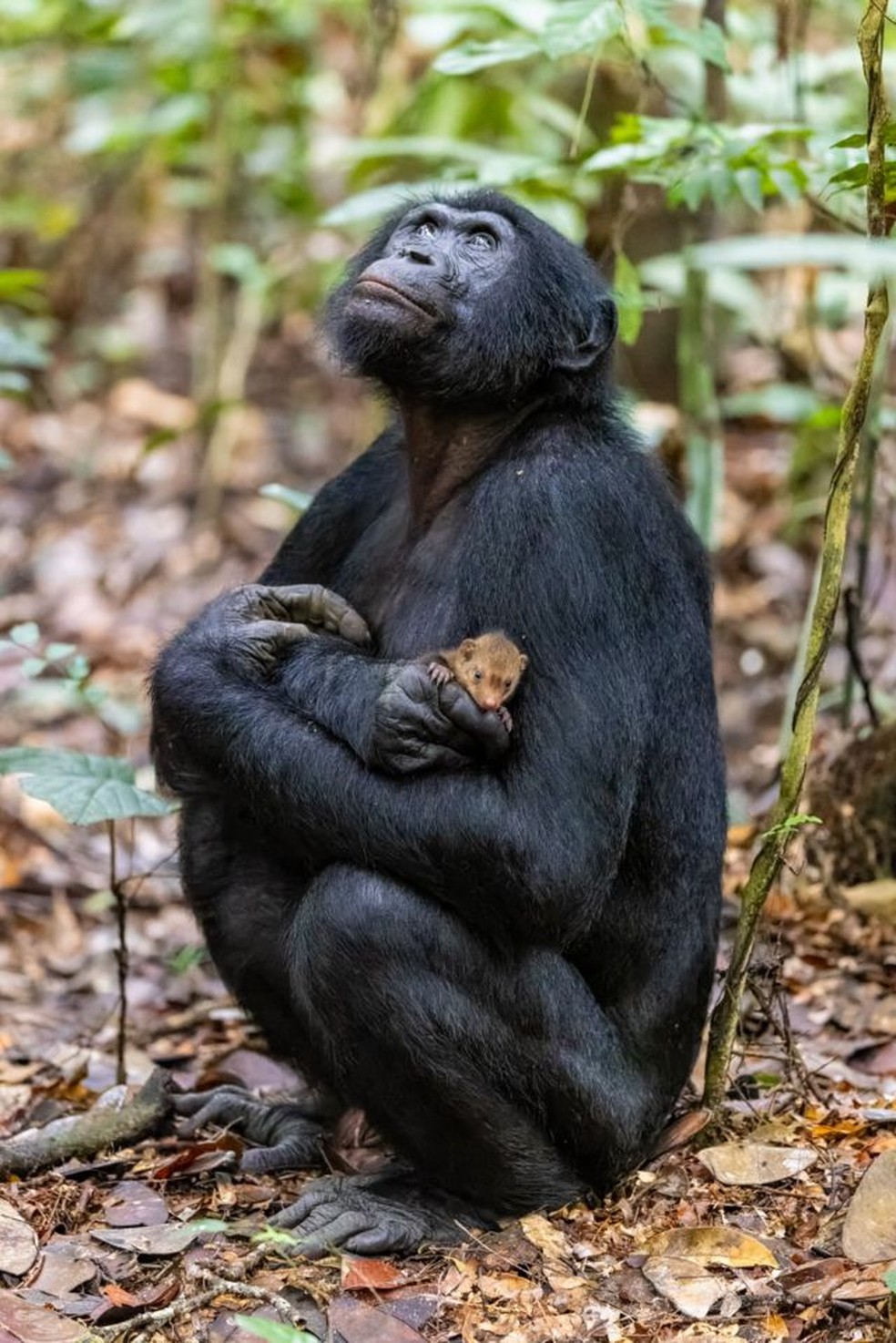 A intrigante imagem de macaco com mangusto no colo que concorre a prêmio de fotos de vida selvagem — Foto: CHRISTIAN ZIEGLER/BBC