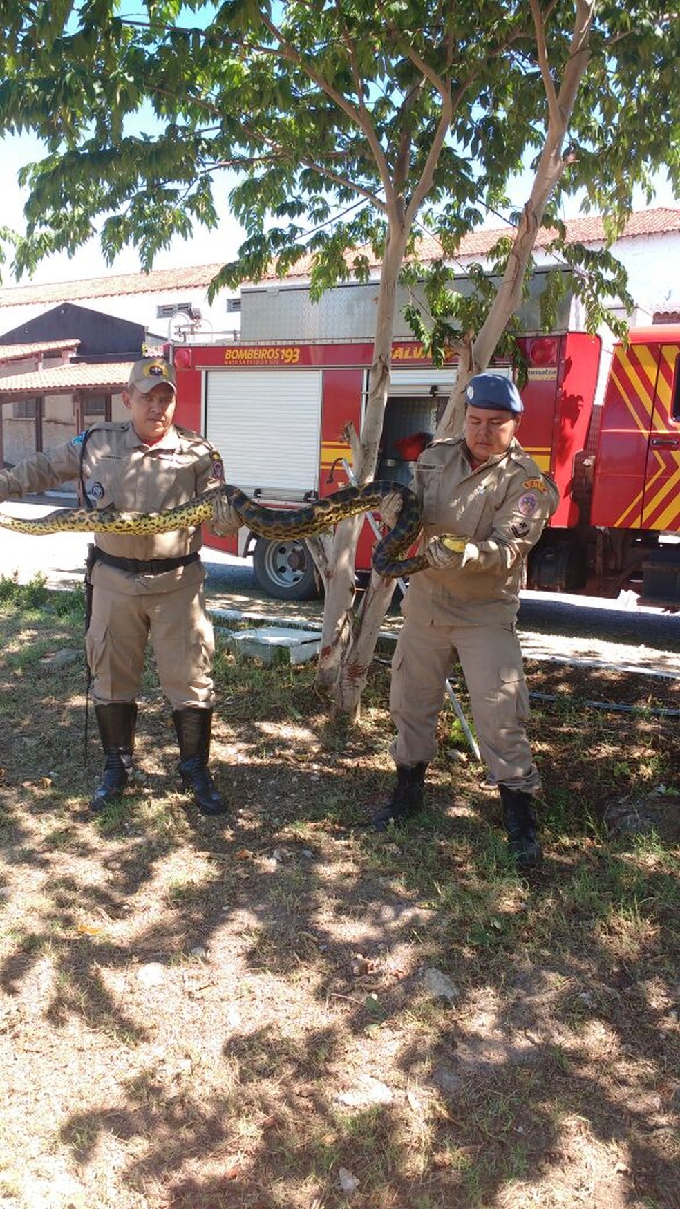 Militares capturaram sucuri na Marinha (Foto: Corpo de Bombeiros/ Divulgação)