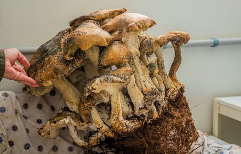 Fungo integrará o acervo do museu de ciências naturais de instituição no Oeste de SC — Foto: Unochapecó/Reprodução