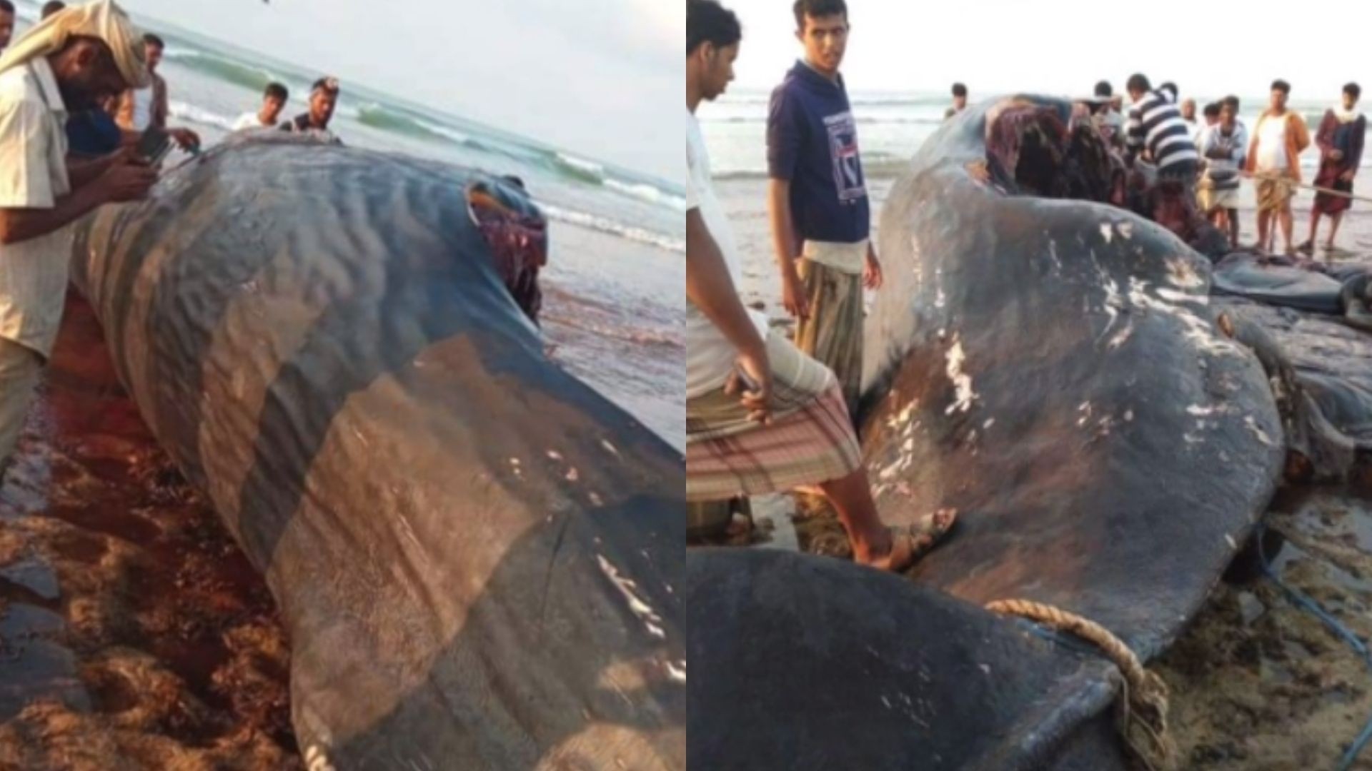 Pescadores coletaram vômito de baleia valendo R$ 7,5 milhões (Foto: Reprodução/BBC)