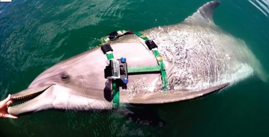 Golfinho com câmera acoplada ao corpo para registrar caça no fundo do mar