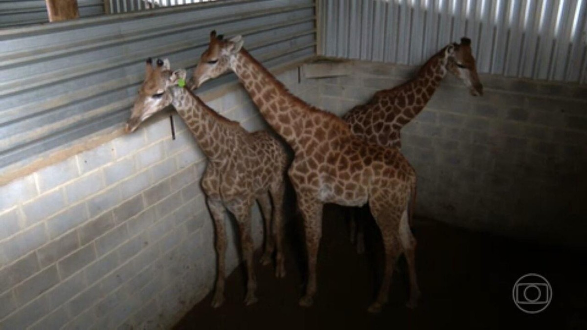 Polícia Federal apreende 15 girafas em resort no Rio por maus-tratos