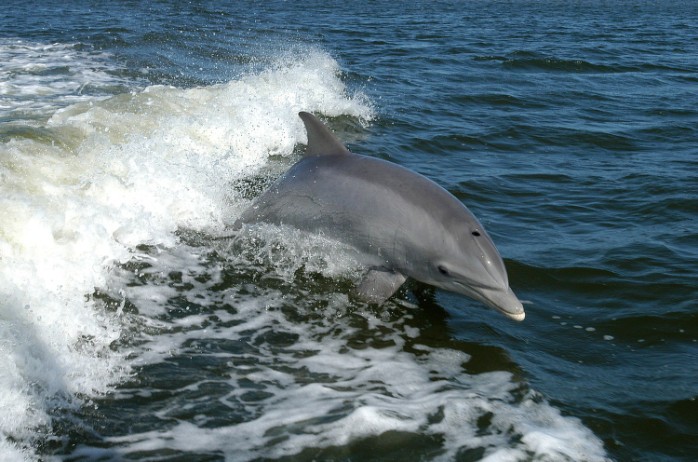 No Japão, a caça de golfinhos e pequenas baleias acontecem perto da cidade de Taiji (Foto: NASA/ Flickr)