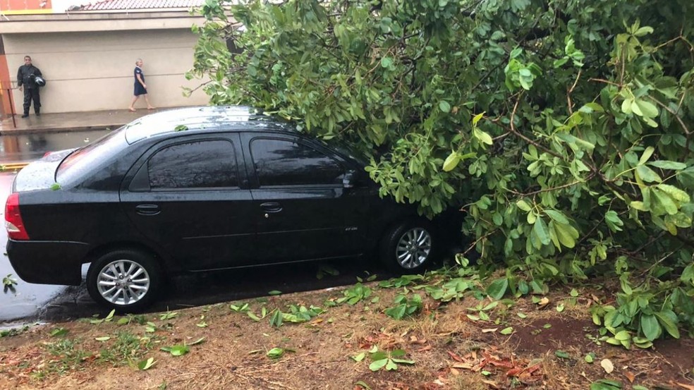 Árvore cai em cima de carros estacionados na Rua Niterói em Ribeirão Preto, SP — Foto: Reprodução