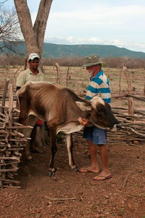 Vaca magra de fazenda em Pau dos Ferros, RN, não consegue ficar de pé sem ajuda (Foto: Rafael Barbosa/G1)
