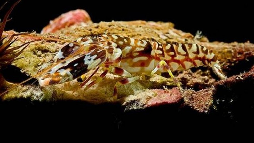 Quando camarão-pistola estala suas garras, pode criar o som mais alto produzido por qualquer criatura da Terra — Foto: BBC/GETTY IMAGES