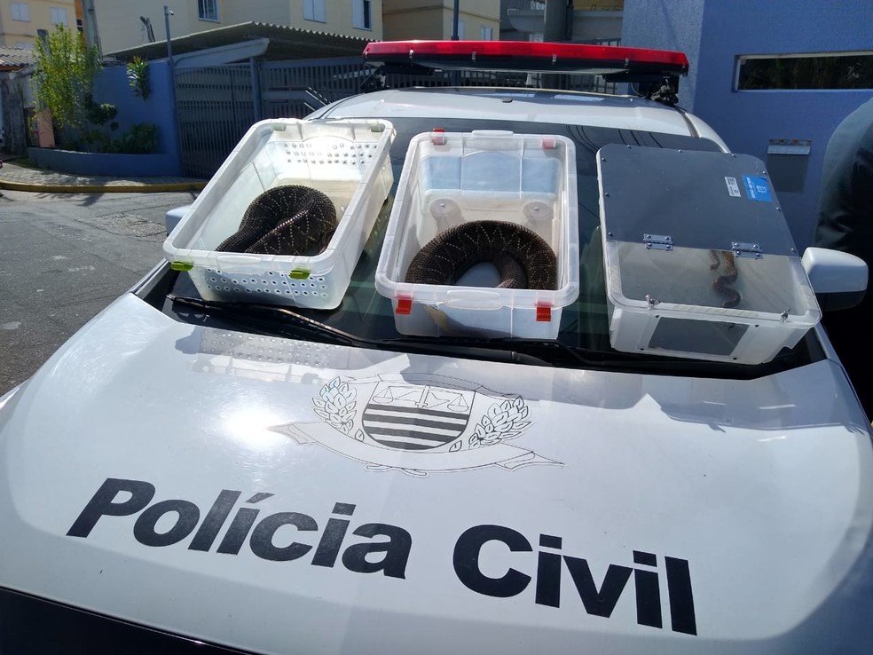 Polícia de Mogi das Cruzes prende suspeito de criar cobras ilegalmente e usá-las para atacar animais em vídeos para internet — Foto: Ralph Siqueira/TV Diário